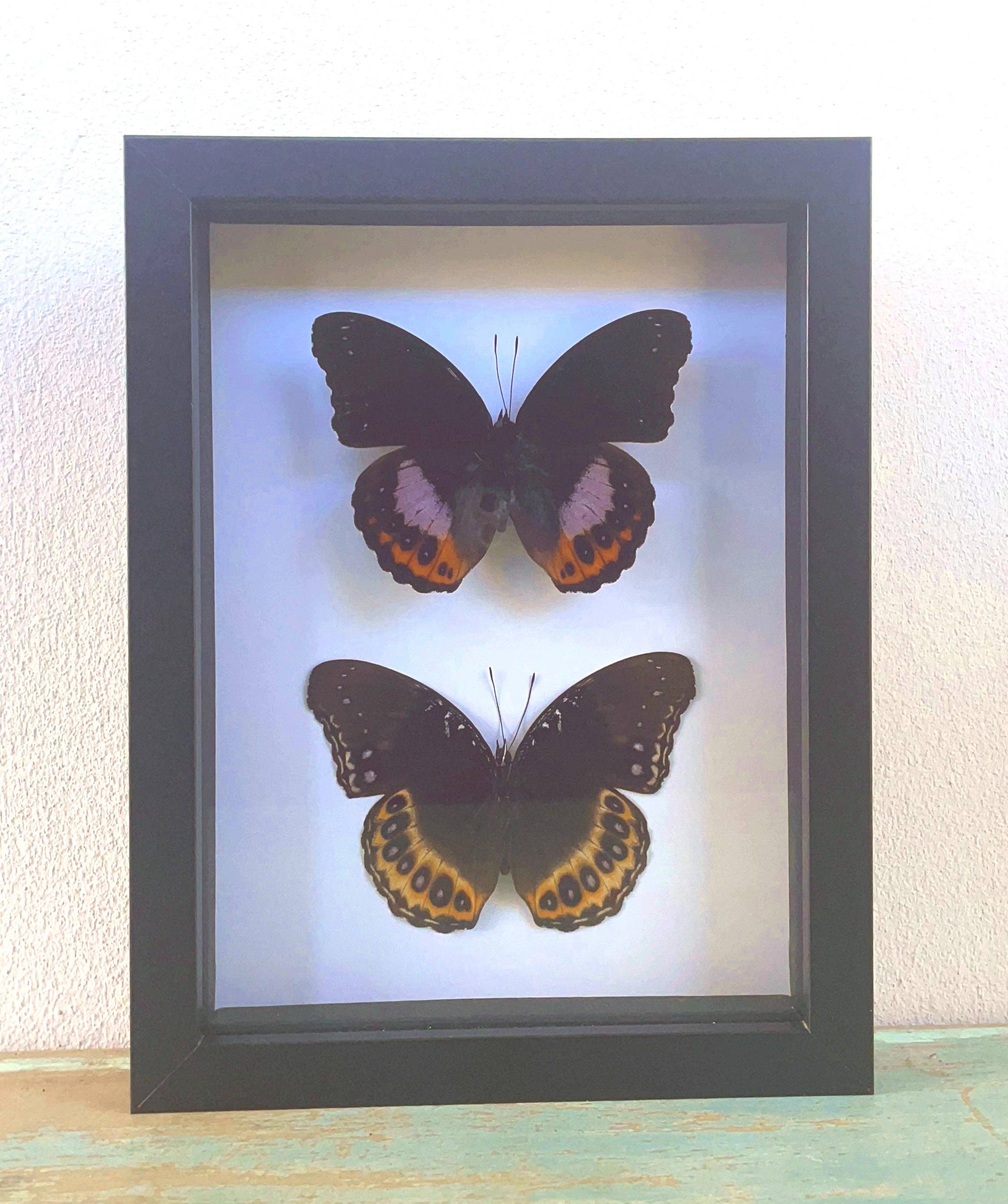 Newman Art Designs - Wholesale Wall Accent - Reverse Pair of Hypolimnas Pandarus Butterfly in a Frame