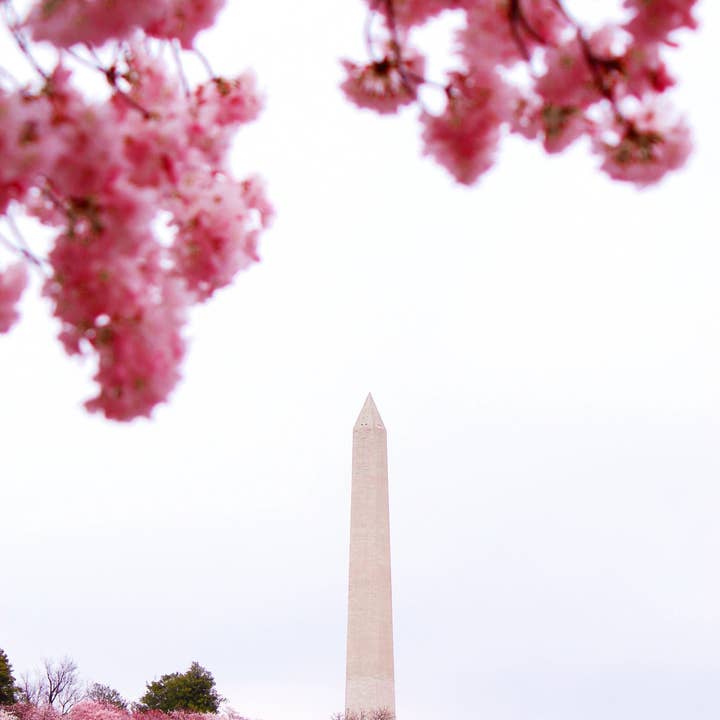 The Jonsteen Company - Vente Graines de plantes - Cherry de Washington D.C. | Kit de culture de graines5