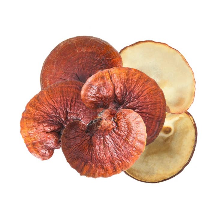 Reishi Mushroom Powder for wholesale by Mushröm