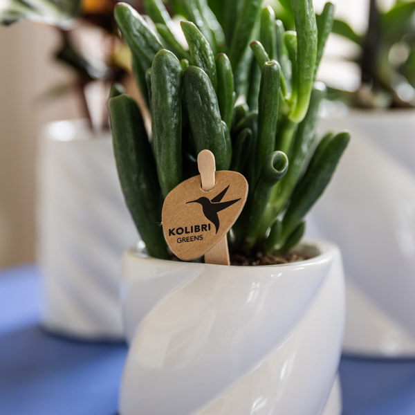 Oasis of Life – wholesale Succulent – Crassula Hobbit – Succulent – Ø6cm – Easy-care houseplant with thick green leaves – Mini-succulent for bright locations – Robust & durable2