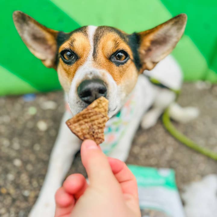 Healthybud - Wholesale Pet Treats - Dog - Healthybud's Single-Ingredient Beef Lung Wafer Dog Treats4