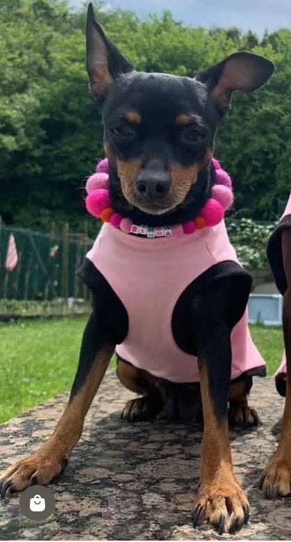 Puppies & Pom Poms - Wholesale Pet Collar - Dog - Pink - Personalised Pom Pom Dog Collar55