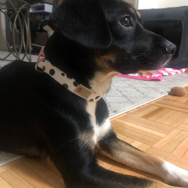 Very Vintage Designs - Wholesale Pet collar – Cat/dog - Moo - Cow Organic Cotton Pet (Dog & Cat) Collar9