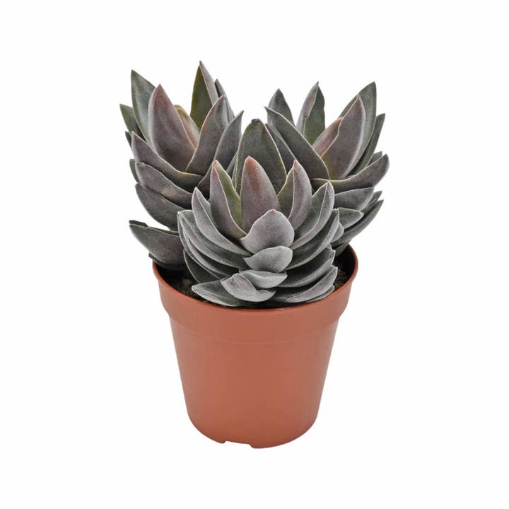 Best Plant Friend - Wholesale Succulent - Crassula alba Garnet Lotus - Unique Succulents in 2/4in Pot