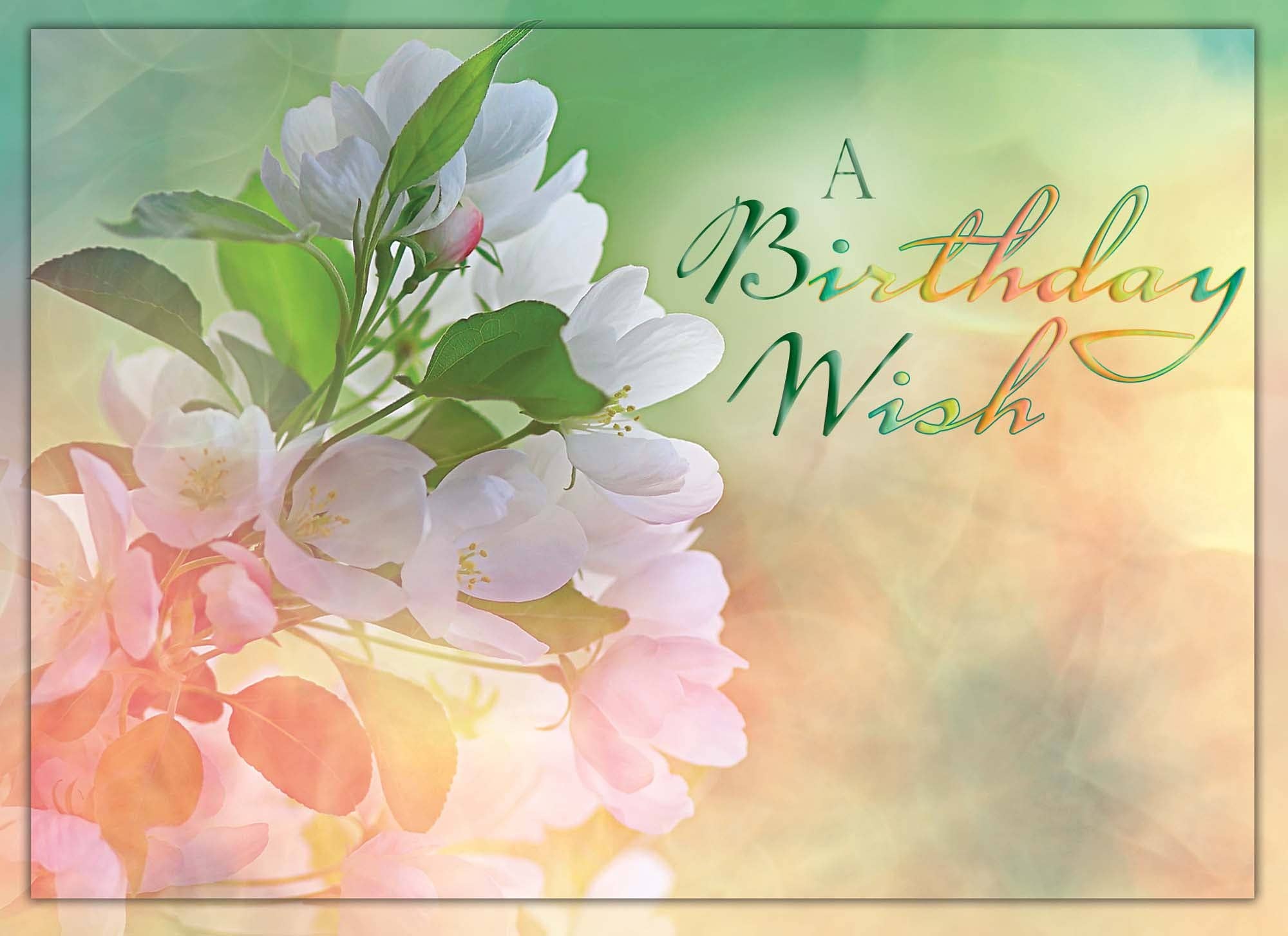 Crown Point Graphics - Wholesale Birthday Card - Celebrations -  48 Assorted Birthday Cards by Shared Blessings48