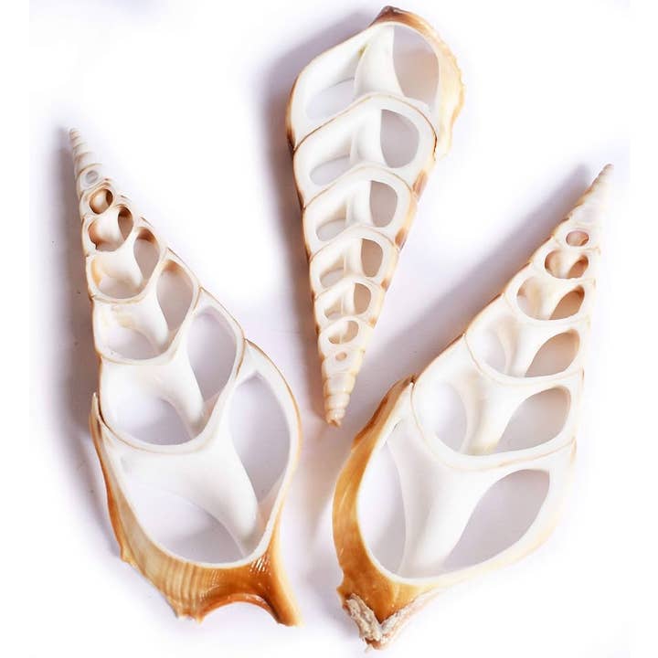 Sliced 3" Brown Tibia Seashells for wholesale by California Seashell Company