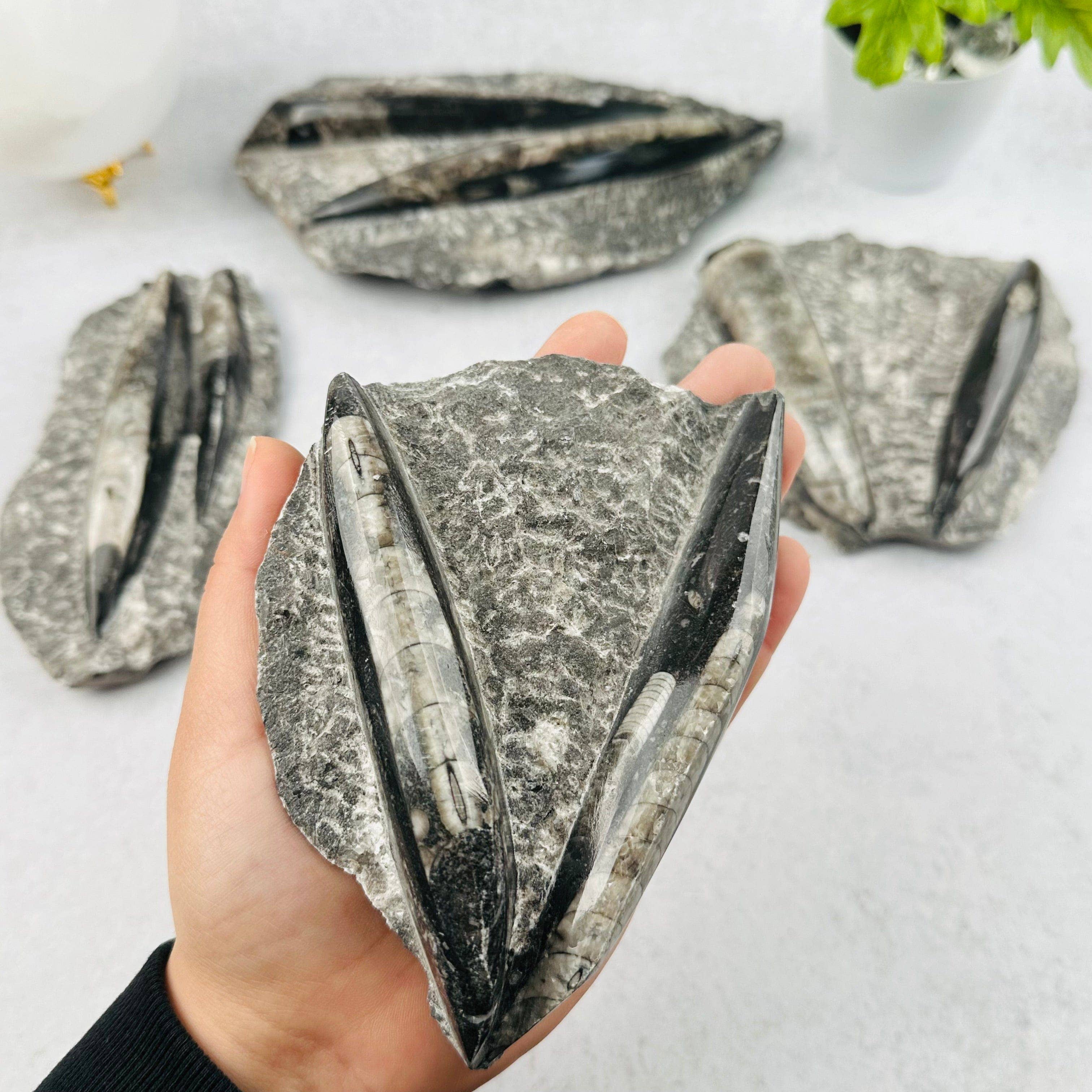 Rock Paradise - Wholesale Spiritual Stone/Crystal - Orthoceras Plaque - 2 Orthoceras - Fossil Collection0