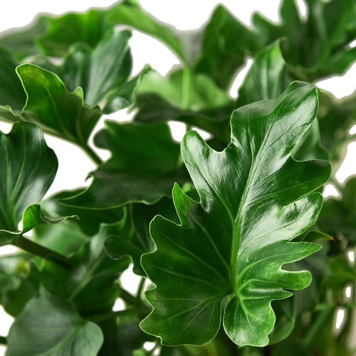 House Plant Wholesale - Wholesale Live Plant - PHILODENDRON LITTLE HOPE 6-inch1