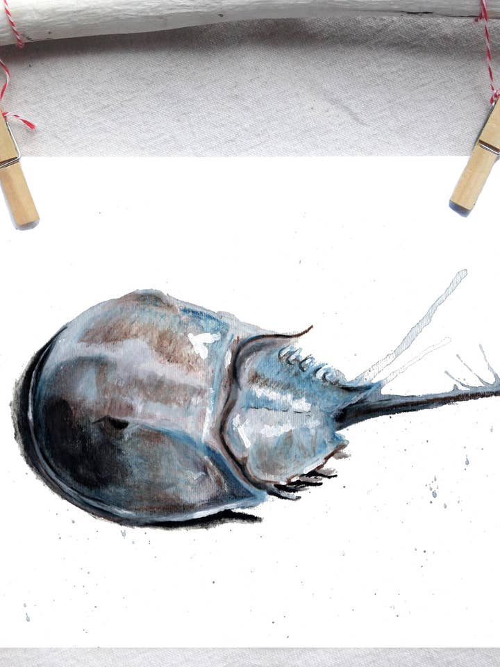 Ozean-Hufeisenkrabbe Kunstdruck für den Großhandel von Lindsey Munson