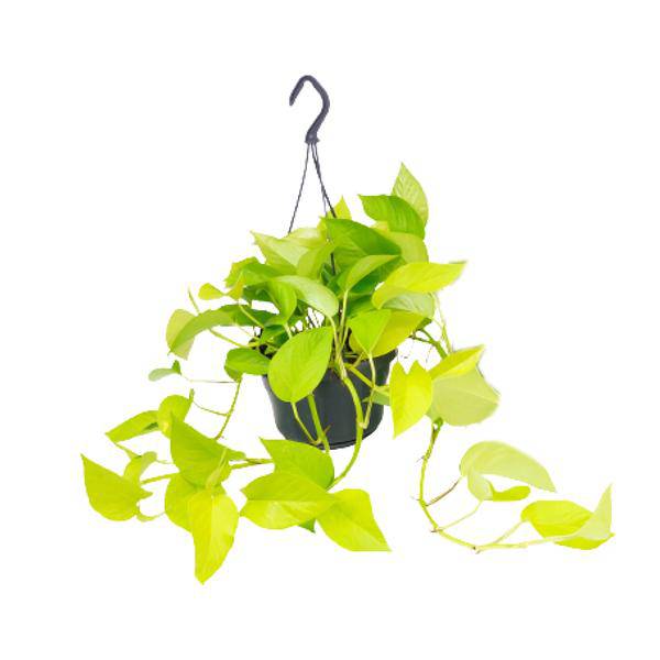 Oasis of Life – wholesale Live plant – Epipremnum Golden Pothos Ivy – Ø15cm x H25cm – Houseplant with golden yellow leaf accents – Hanging & climbing – For indoor spaces – Easy care & decorative0
