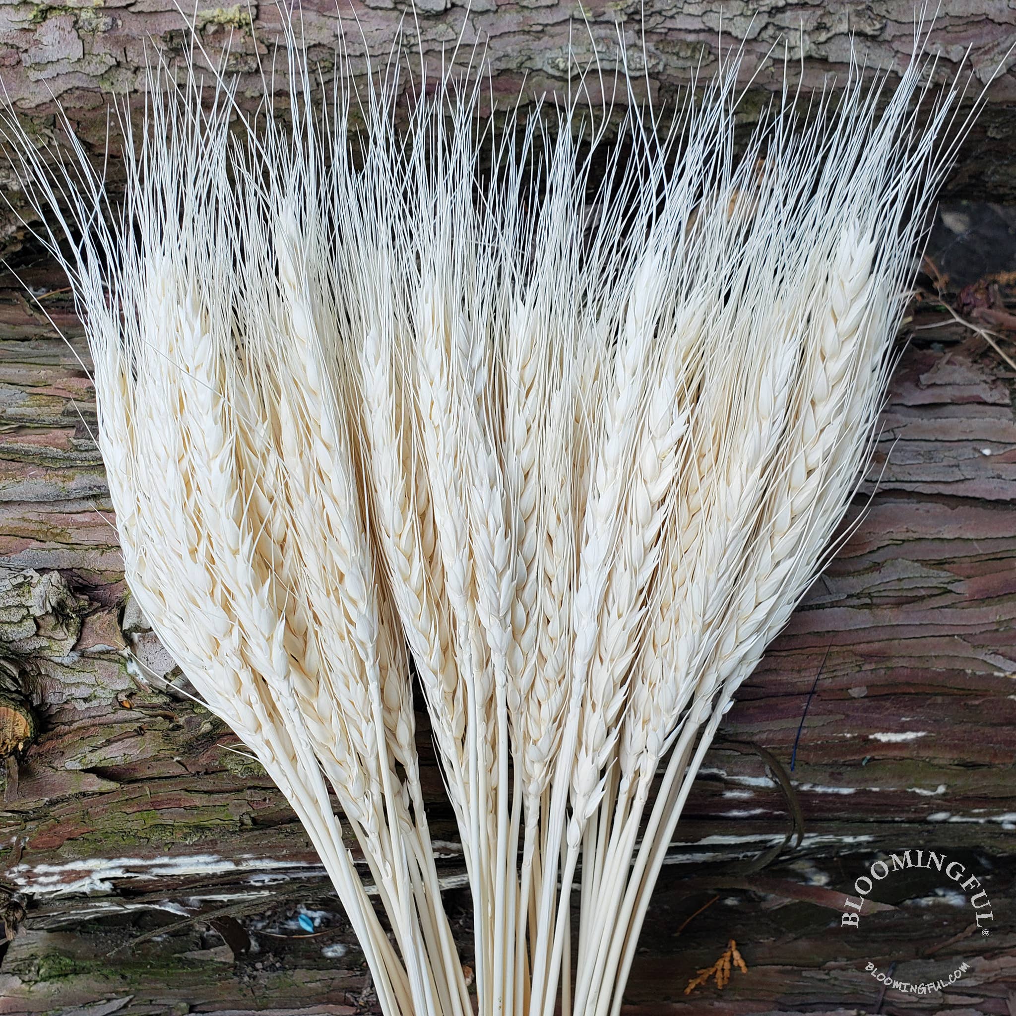 BLOOMINGFUL.COM - Wholesale Dried/Pressed Flowers - Dried Wheat, 50stems - White (006)0