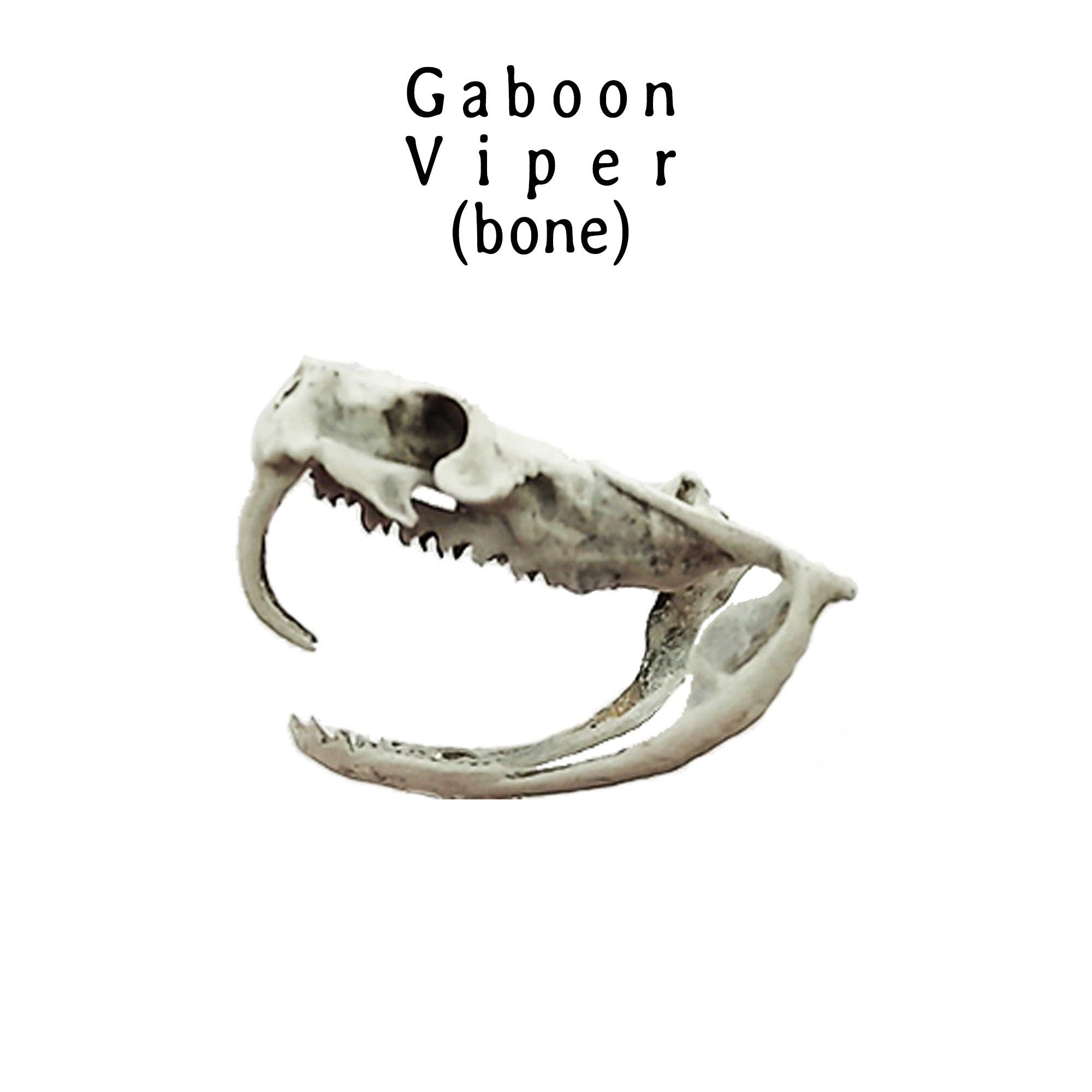 The Scale Grail – wholesale Decorative figurine – Gaboon Viper Snake Skull Replica2