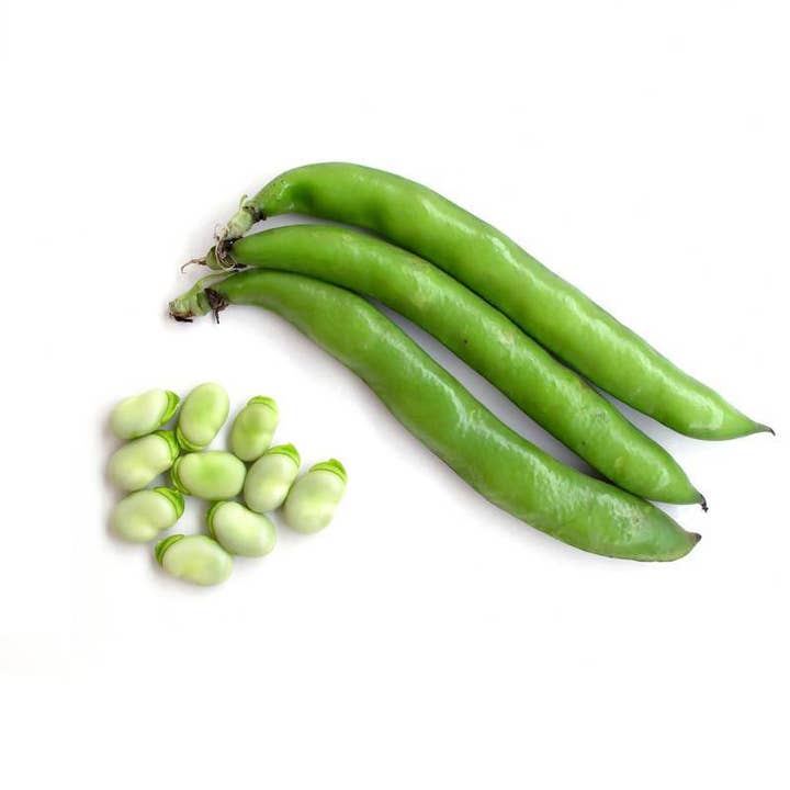 Bentley Seed Co. - Wholesale Plant Seeds - Beans, Henderson's Lima Bean Seed Packets2