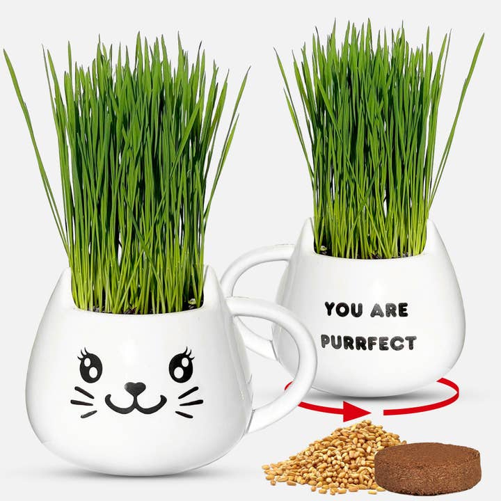 Cat Grass Mug Growing Kit for wholesale by ZestiGreens