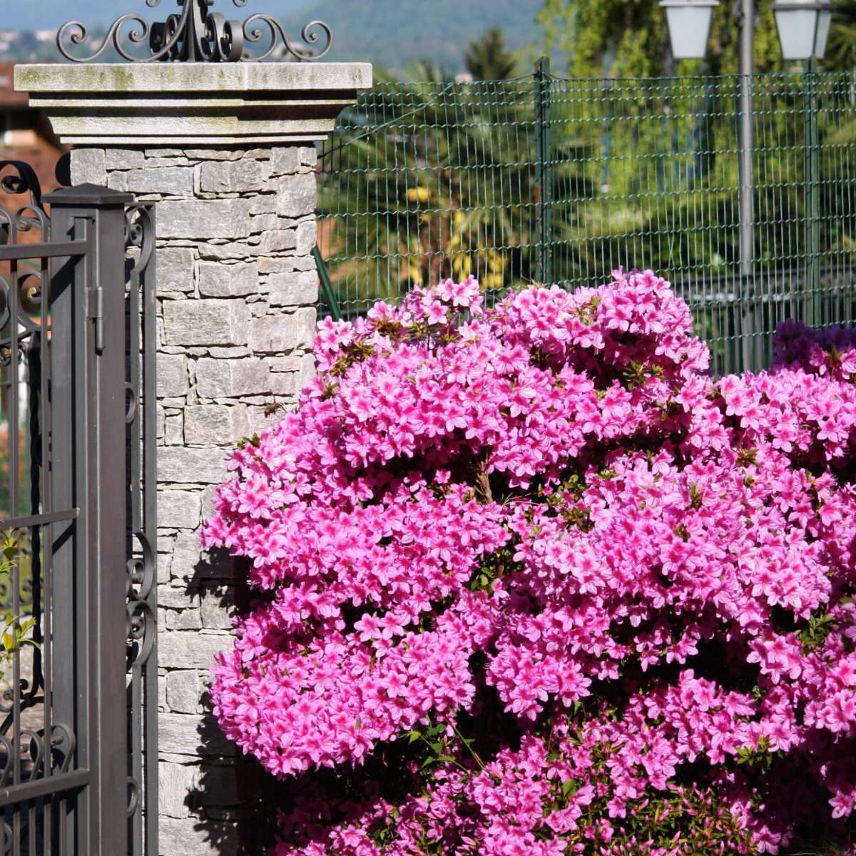 Oasis of Life - Wholesale Live Plant - Rhododendron Azalea – 4 plants Rhododendron Azalea ‘Anouk’ – Japanese Azalea with pink flowers – Evergreen & hardy – Ideal for garden, balcony & pots – Easy to care for & compact – Height 25–40cm – Ø17cm2