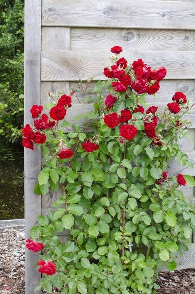Oasis of Life – Großhandel Künstliche Blumen – Rose Crazy in Love Red – Rote Edelrose – Ø15cm – ↕65cm Höhe – Duftende Gartenrose mit samtroten Blüten – Für Terrasse, Balkon & Garten3