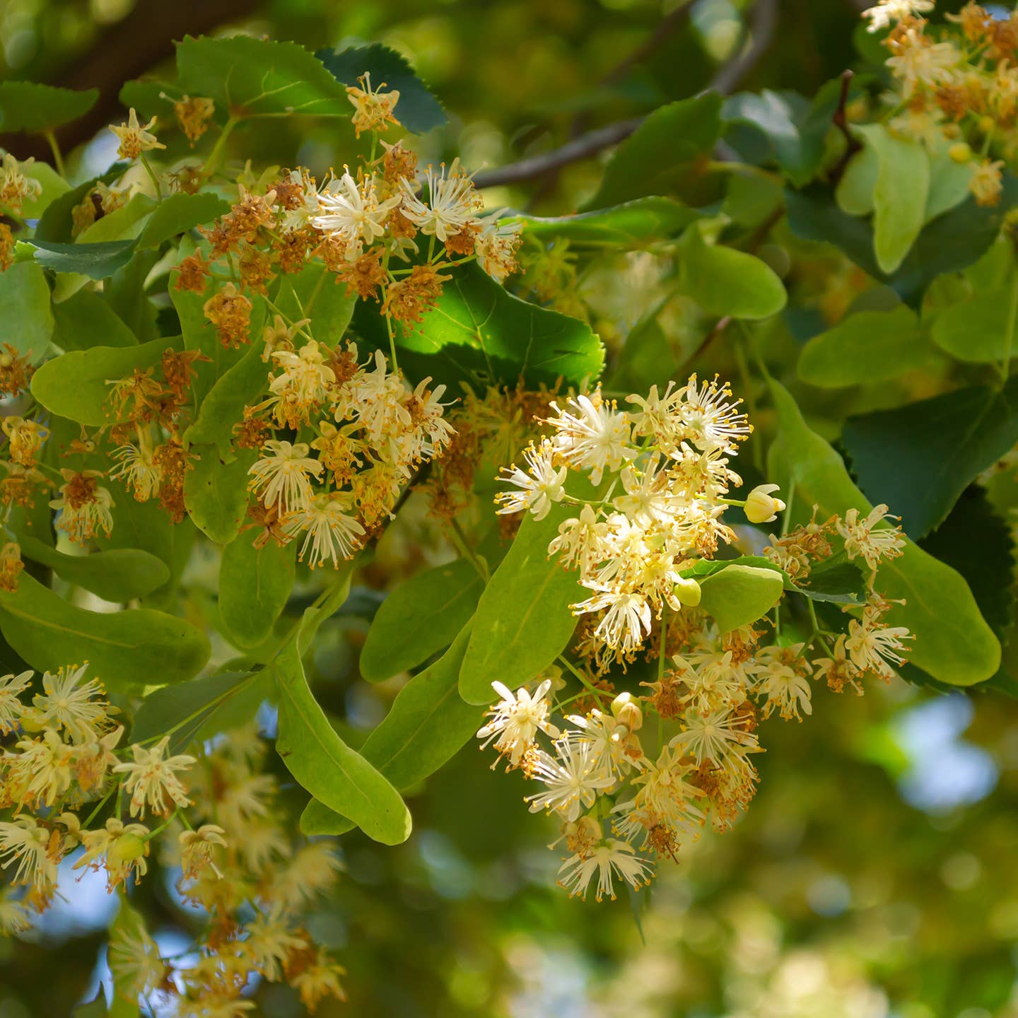 PROVENCE D'ANTAN - Wholesale Health/Detox Tea - Organic Linden Infusion*2