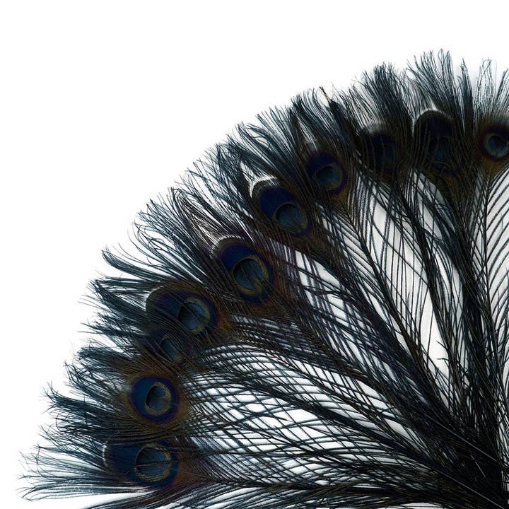 Peacock Feather Eyes Bleached & Dyed Black for wholesale by Zucker Feather Products