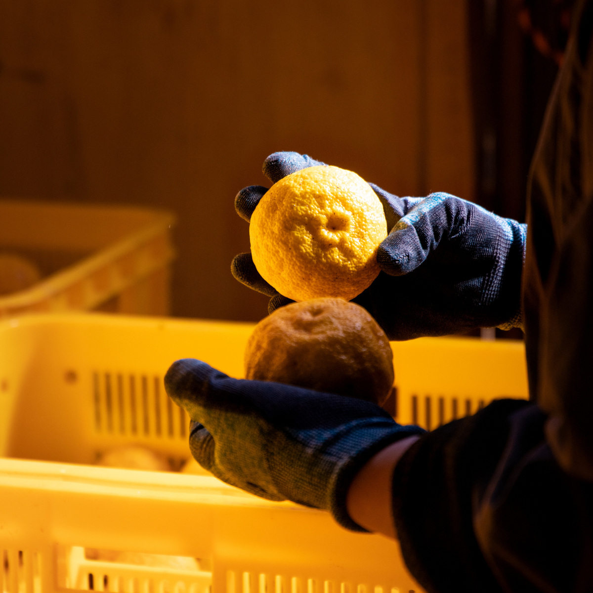 Umami Insider - Wholesale Jam/Jelly - Organic Kito Yuzu Marmalade, 5.29 oz9