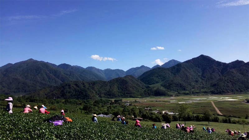 NIUKA Tea & Botanicals - Wholesale Loose Tea - Oolong Tea (roasted): Amber Jade5