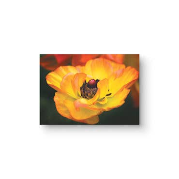 Buttery Single 5x7 Flower Greeting Card for wholesale by Sheryl’s Virtual Garden