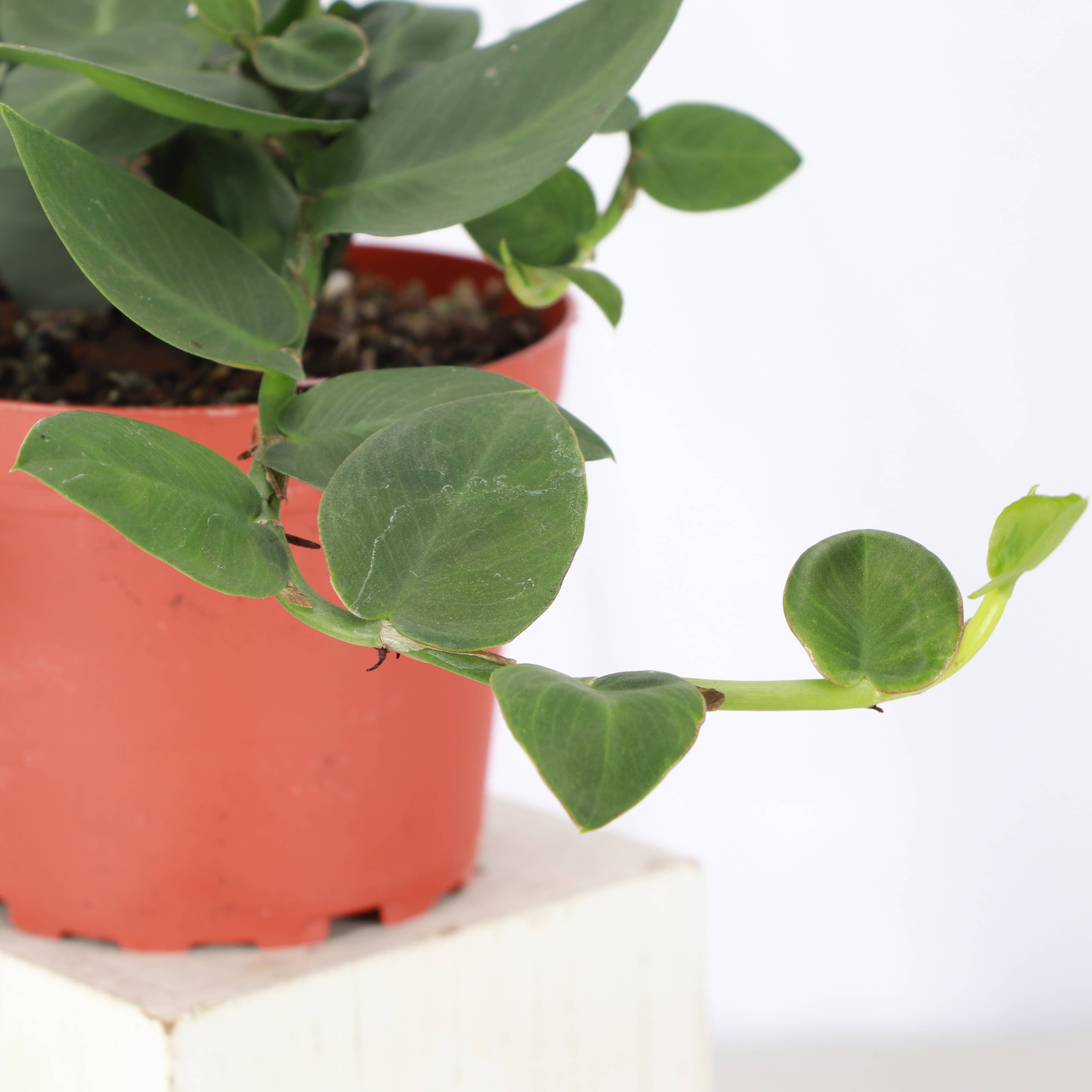 Thorsen's Greenhouse - Wholesale Live Plant - Rhaphidophora Korthalsii - Shingle Plant - 4" Live Plant5