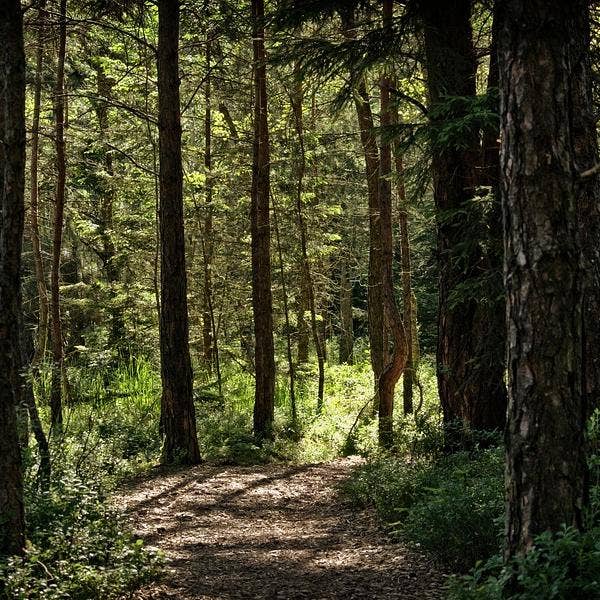Cantrip Candles - Wholesale Jar/Filled Candle - Walk in the Woods 16 oz.
