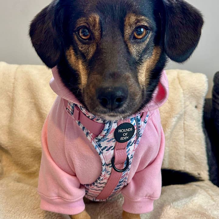 Hounds of Eden – wholesale Pet hoodie – Dog – Dog Hoodie - Purple17