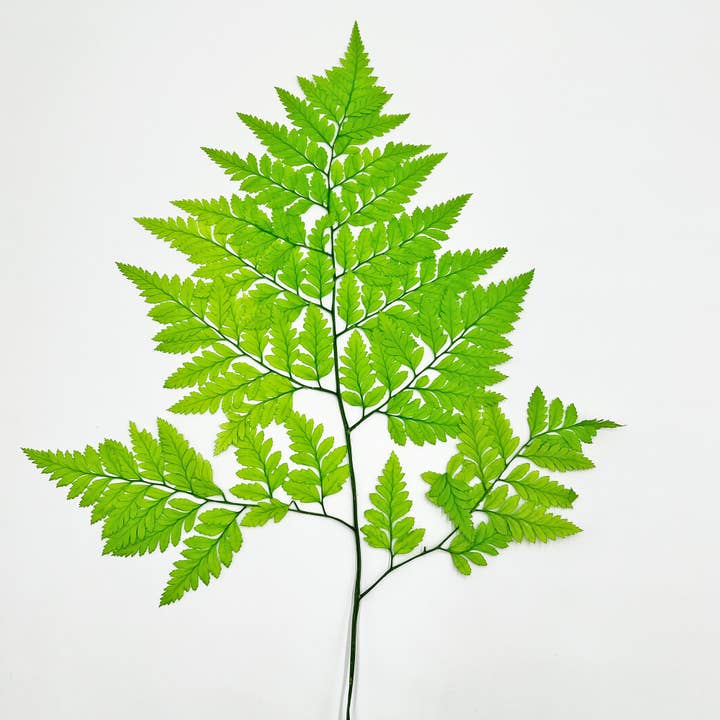 2626 Designs - Vente Fleur séchée/pressée - Fougère Davallia Mariesii séchée et préservée26