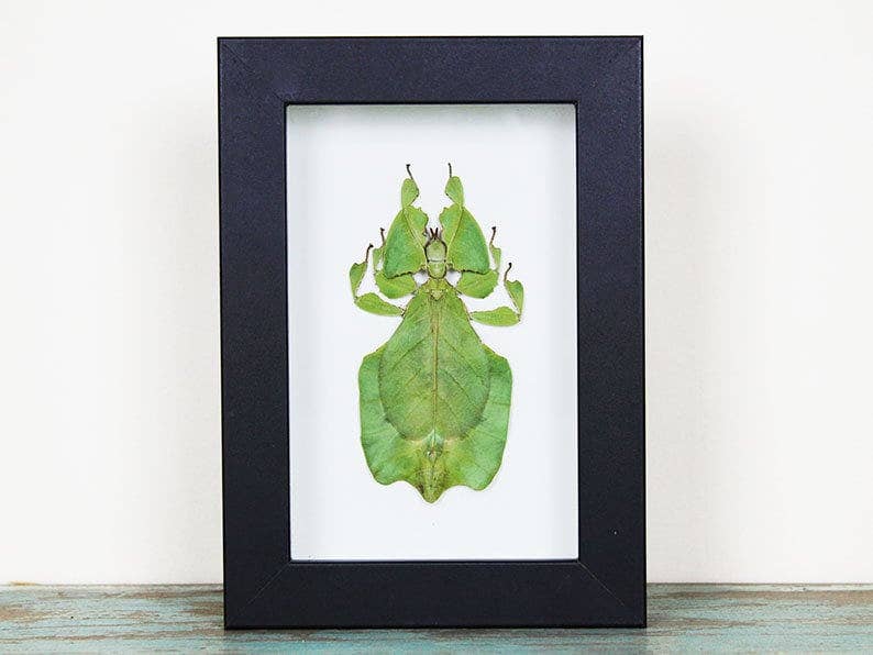 Newman Art Designs – wholesale Dimensionell/3D-väggkonst – Phyllium giganteum bladinsekt i en ram2