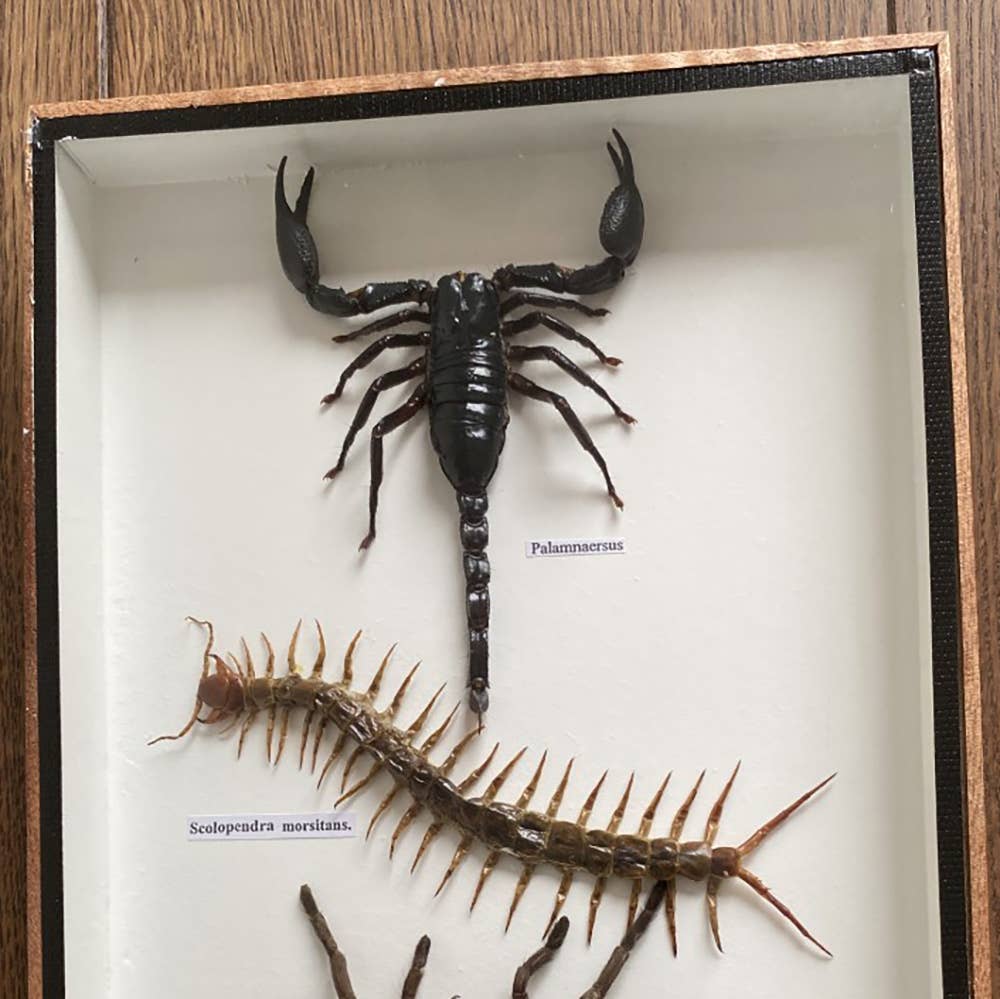 VIE - Wholesale Wall Accent - Framed Insect, Assorted48