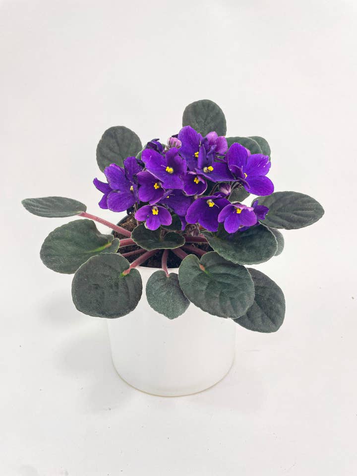 African Violet Saintpaulia for wholesale by Bumble Plants