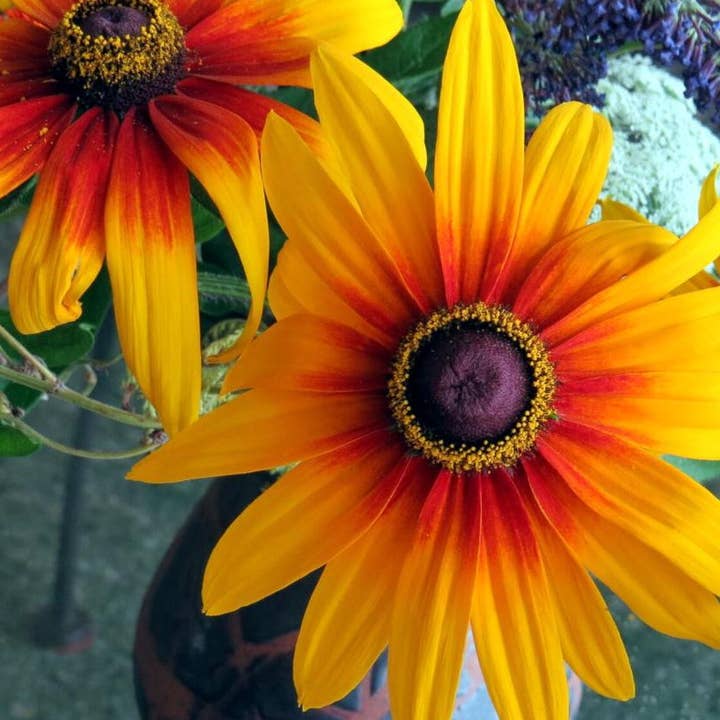 Rudbeckia Seeds - Gloriosa Daisy for wholesale by Sow True Seed