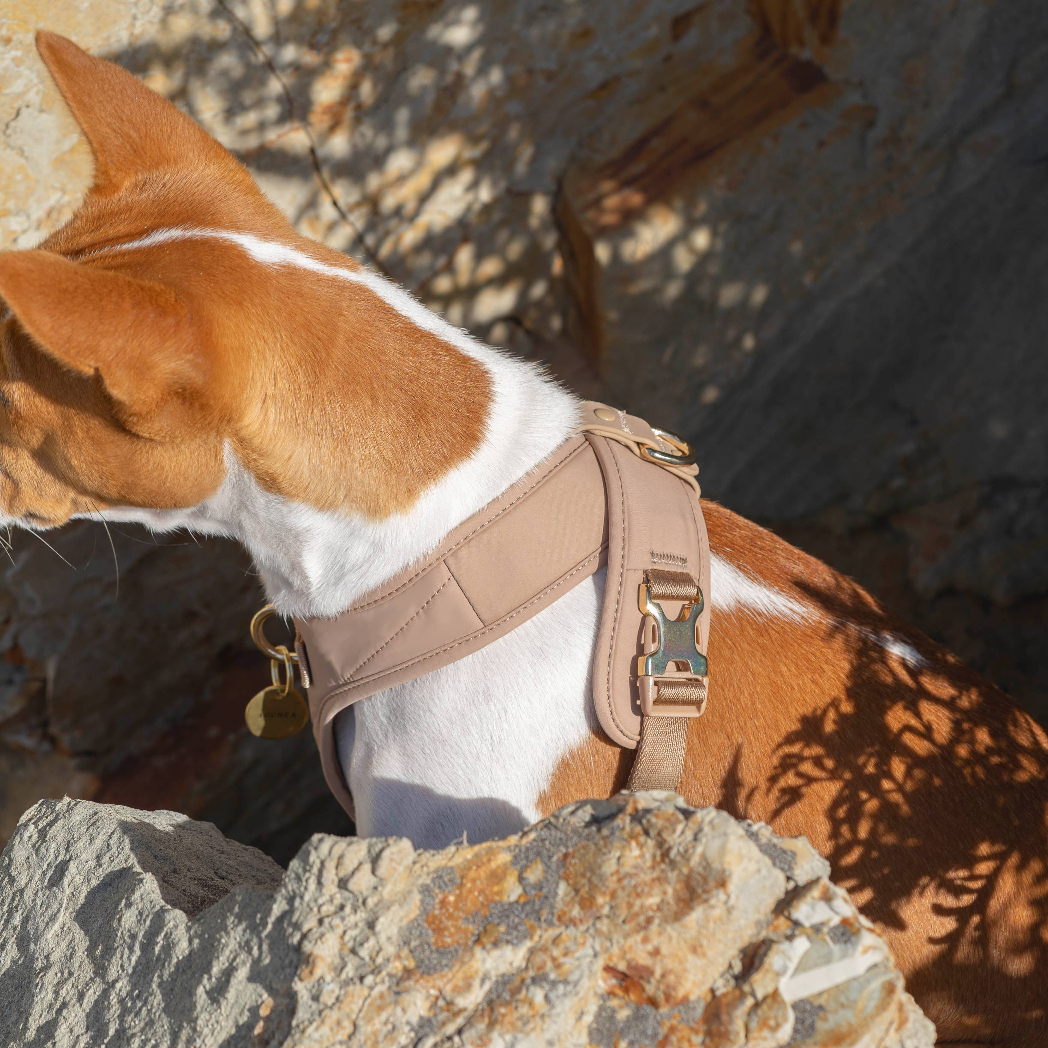 Pups & Bubs - Wholesale Pet Harness - Dog - Roam Luxe Harness (Desert) | Dog Walking Gear | Dog Harness9