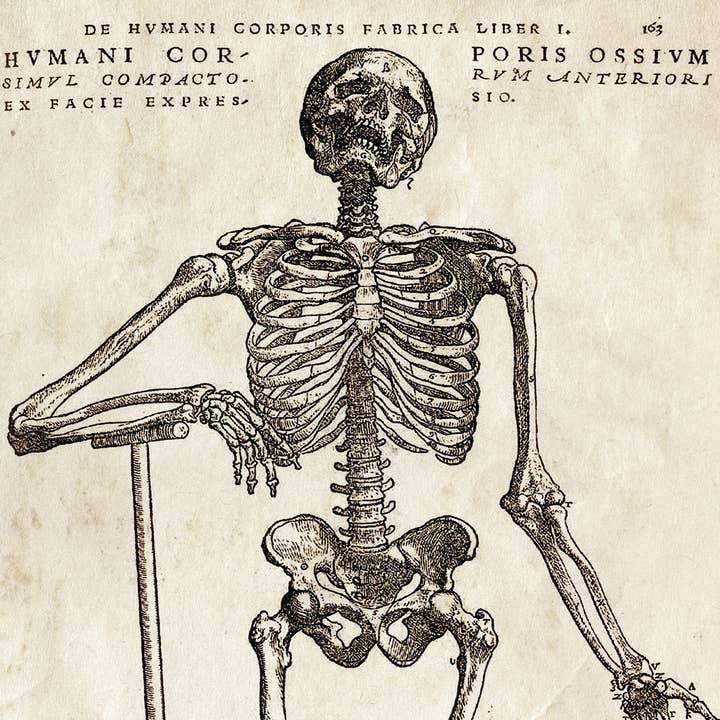 Curious Prints - Wholesale Art Print - Vintage Anatomy Skeleton Standing Print w/ optional frame1