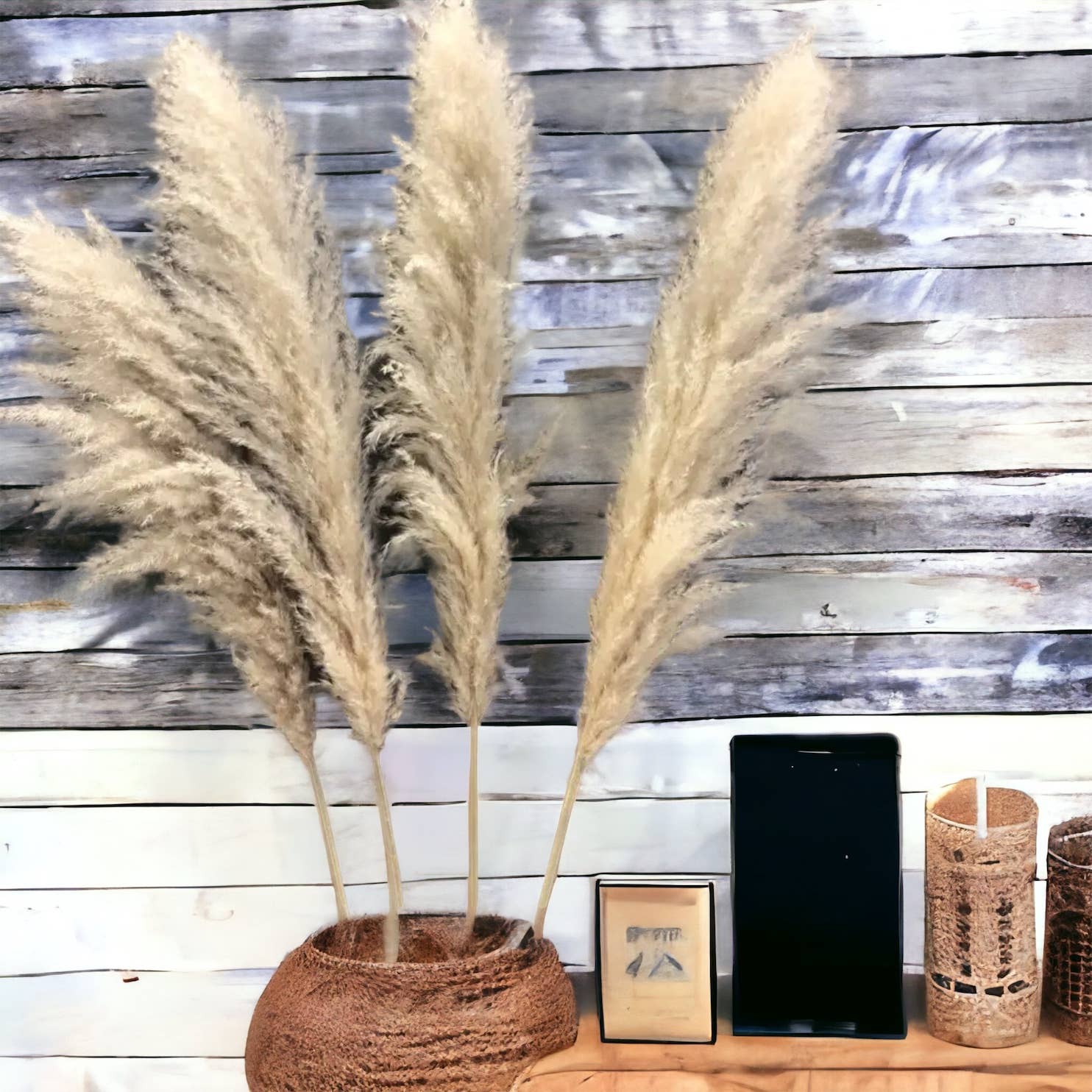 Interiors and Art - Wholesale Dried/Pressed Flowers - 4ft Cream Colored Pampas Grass1