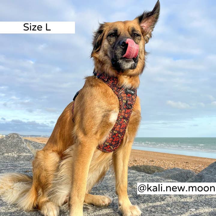 Trufois - Vente Harnais – chien - Harnais Sisu - Chute et Vol10