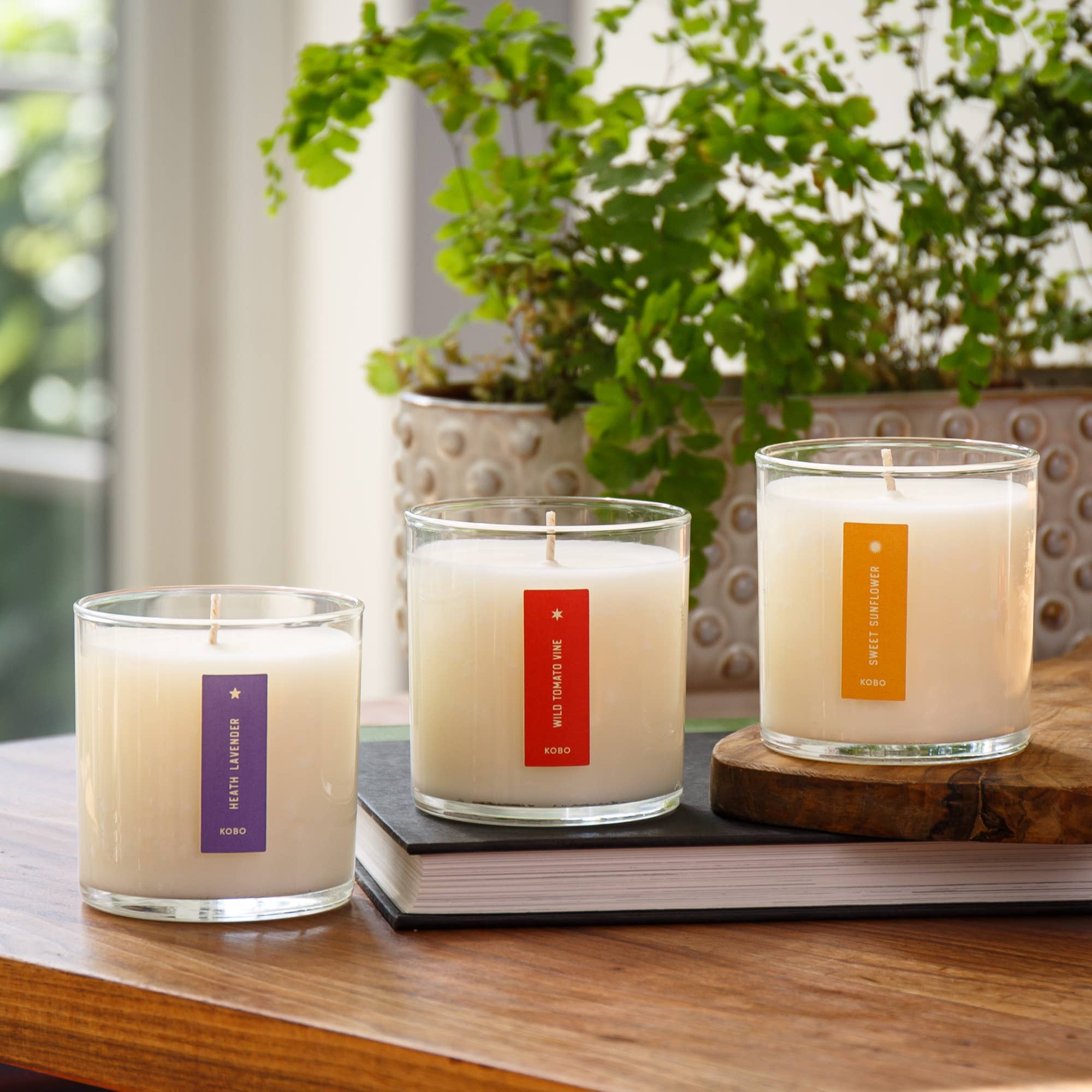KOBO - Vendita all'ingrosso Candela in vasetto - Candela Wild Tomato Vine - Plant the Box - 9oz7