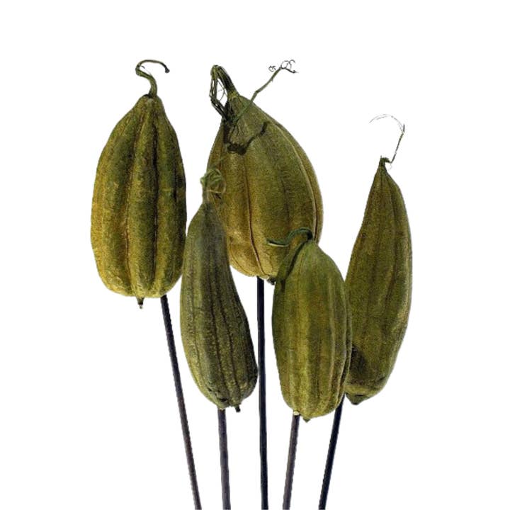 Botanico Ltd. - Wholesale Dried/Pressed Flowers - Jhinga Pods