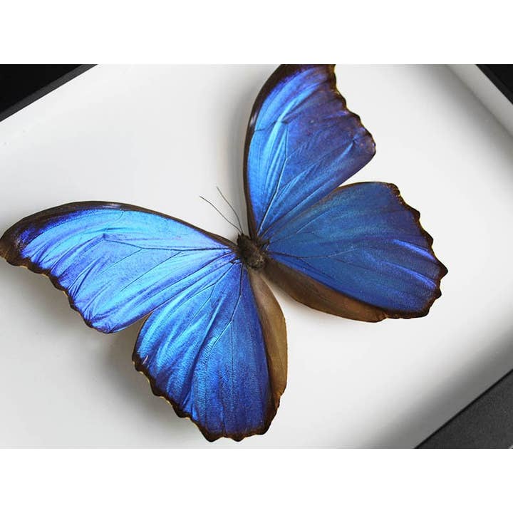 Newman Art Designs - Wholesale Wall Accent - Morpho didius Butterfly in a Frame1