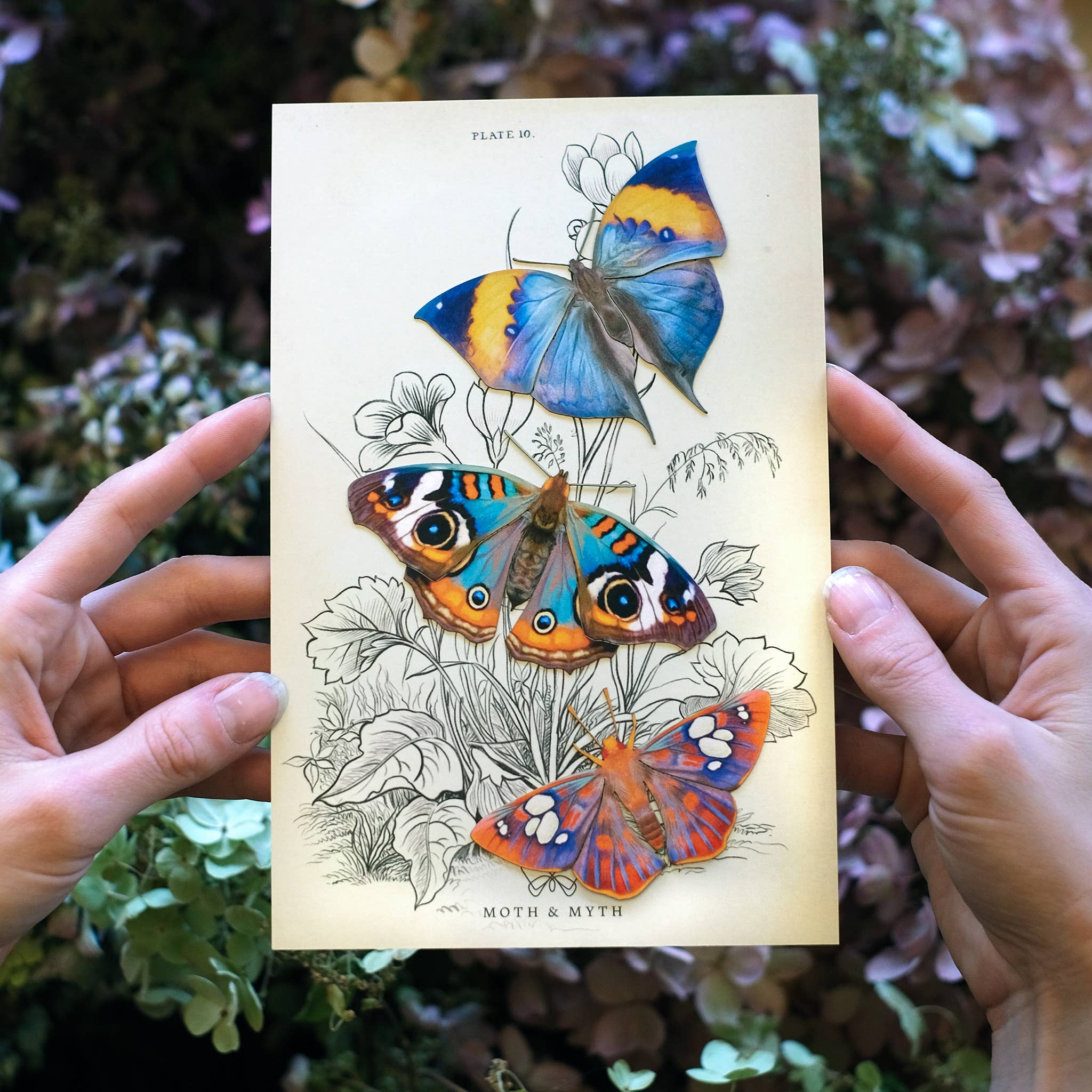 Moth and Myth - Wholesale Cutouts - 'Dawn' Butterfly Set1