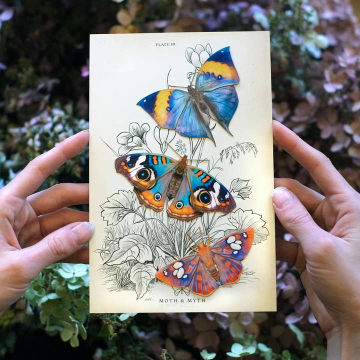Moth and Myth - Wholesale Cutouts - 'Dawn' Butterfly Set1