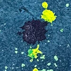 Tracey Tanner – Engroshandel Posetaske - Dame – Medium Zip Pouch74