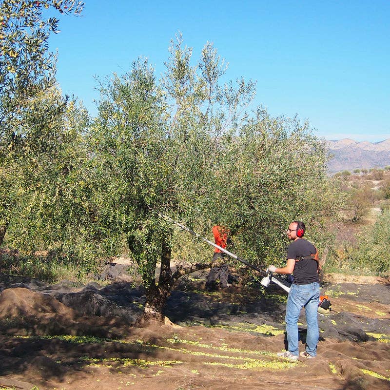 9 Oliveres - Wholesale Olive Oil - 9 OLIVES | PREMIUM | 6 x 250ML3