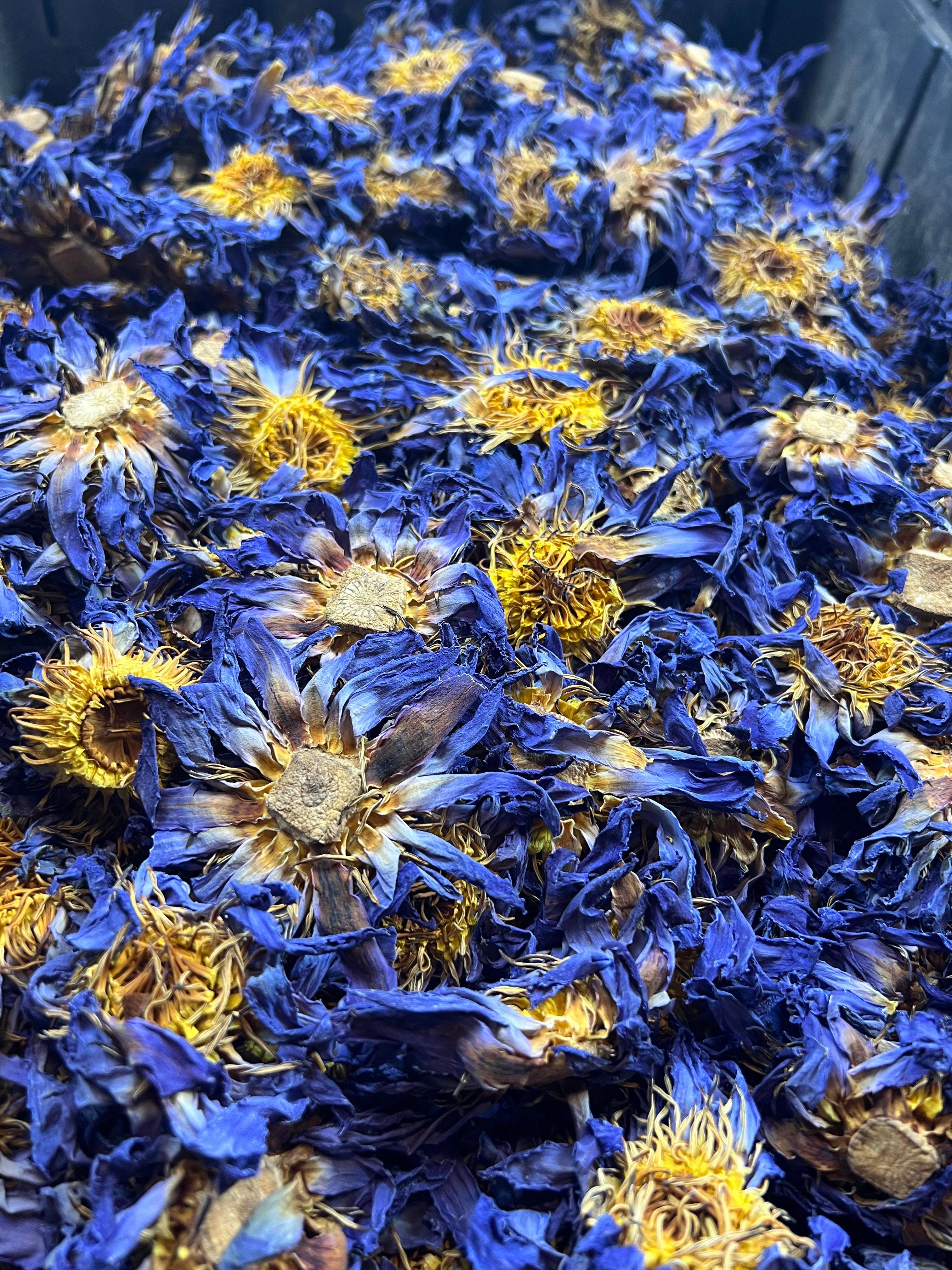 Tree Fifty Four – wholesale Loose tea – Blue Lotus Whole Flower | 2oz - 1 KG | Bulk3