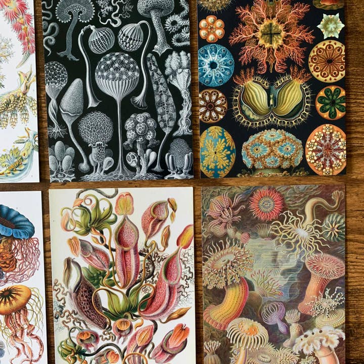 Magnifique Hearts – Engroshandel Postkortsæt – Unikke Ernst Haeckel-postkort, 4x6 tommer, sæt med 10 kort2