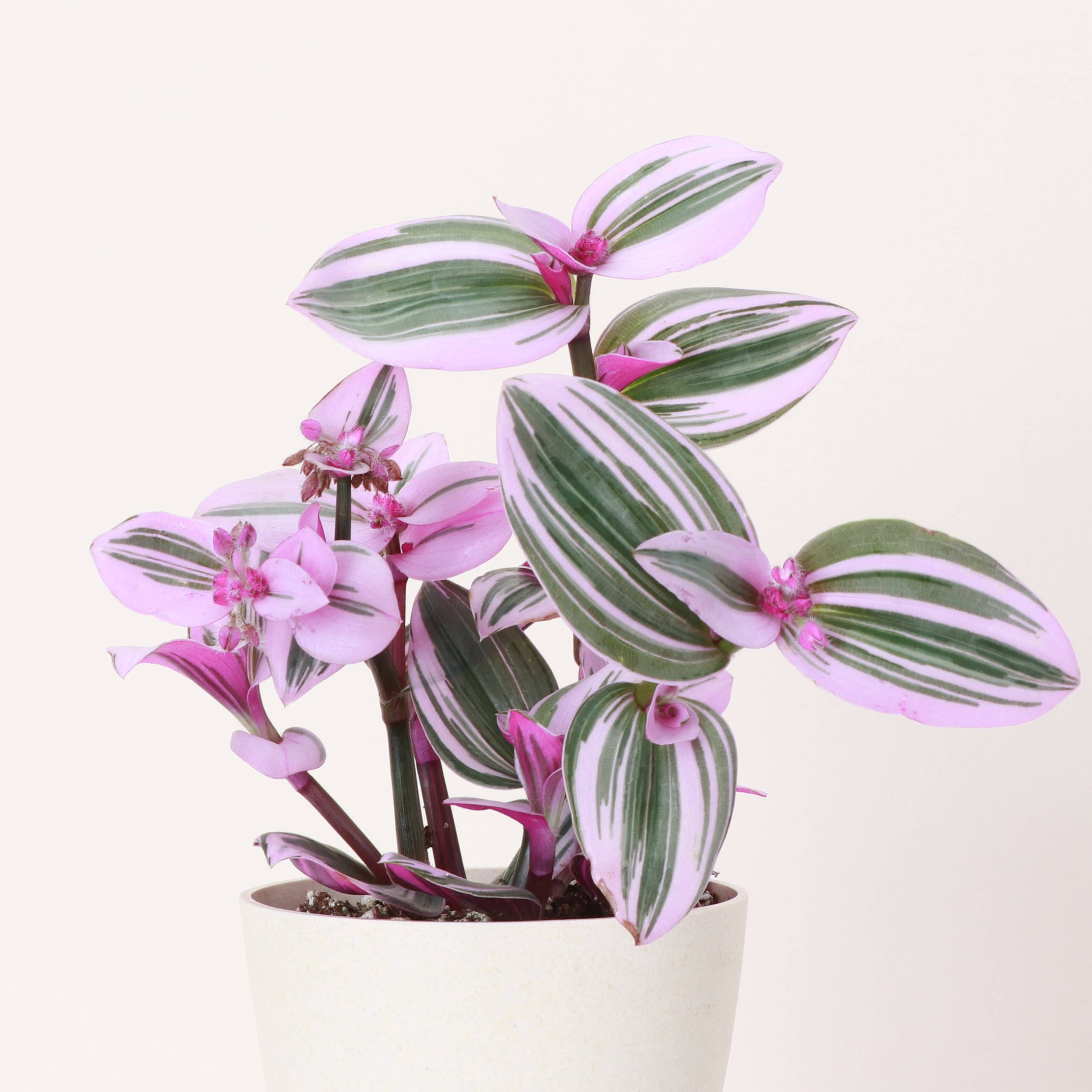 Thorsen's Greenhouse - Wholesale Live Plant - Tradescantia Nanouk - Live Plant4