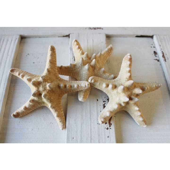 California Seashell Company - Wholesale Decorative Tabletop Object - Natural Thorny/Bumpy Starfish - Choose a Size from 2-6"