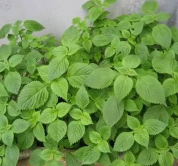 The Rike - Wholesale Plant Seeds - 6 pack x 1000 Vietnamese Lemon Balm Seeds Elsholtzia Ciliata5