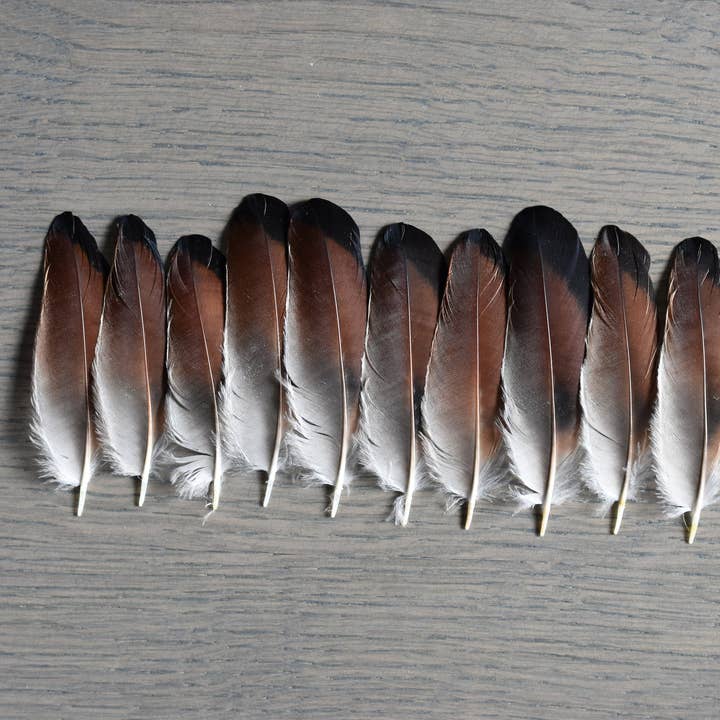 Plumes Naturelles - Vendita all'ingrosso Attrezzature per lavoretti e fai da te - Piume di ghiandaia